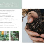 Gesunder-Boden-zoom-17