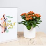 Kalanchoe Interspecific Hybride Queen® ElseFlowers ‚Dean‘