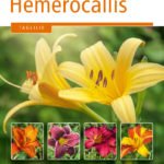 hemerocallis_staude_des_jahres