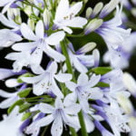 Agapanthus Twister