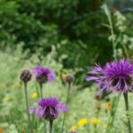 skabiosen-flockenblume