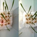 weizenkeimlinge_versuch