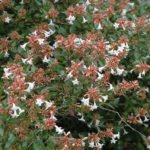 abelia