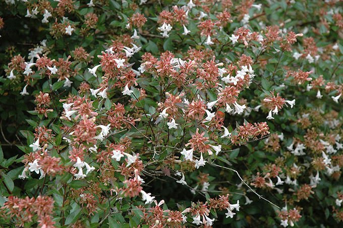 Abelia - eine vielseitig verwendbare Pflanze