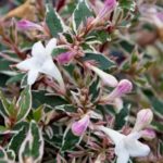abelia_confetti