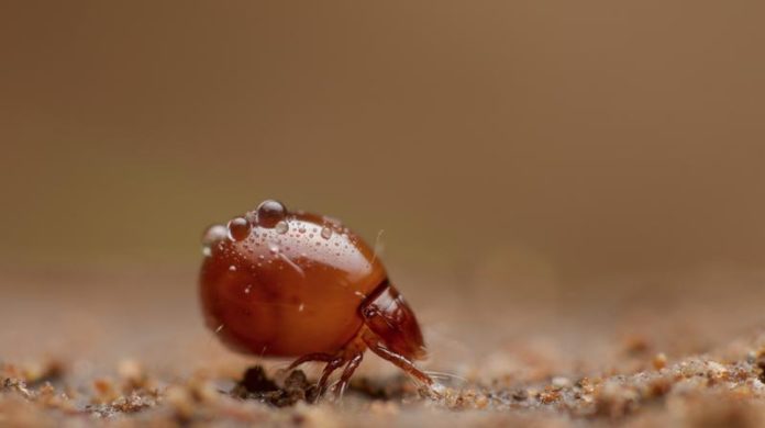 Hornmilbe der Familie Euphthiracaridae. Diese Milben reisen lebend im Darm von Schnecken. (Foto: Andy Murray)