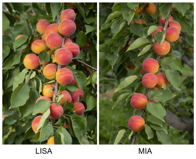 Lisa und Mia - zwei neue Aprikosensorten