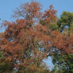 Baum wirft Blätter ab