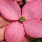 Cornus-kousa-Scarlet-Fire-4