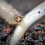 Larve Maiswurzelbohrer