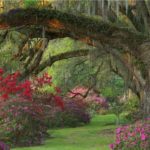 Magnolia Plantation Garden