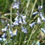 brimeura_amethystina