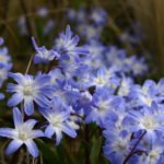 chionodoxa_forbesii