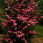 cornus_kousa_scarlet_fire_2