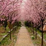 dumbarton_oaks_garden-min