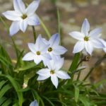 ipheion_uniflorum