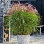 miscanthus-red-cloud