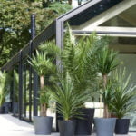 palmen_auf_terrasse_2