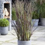 panicum_puple_breeze