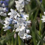 puschkinia_libanotica