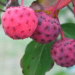 scarlet_fire_früchte