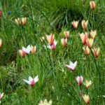 startbild_blumenzwiebeln_zum_verwildern