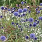 Echinops
