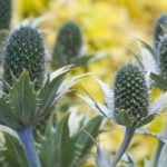Eryngium giganteum_Detail