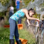 Traubenernte_agriviva