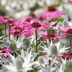 eryngium und echinacea