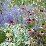 eryngium und perovskia