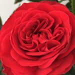 rose_king_of_infinity