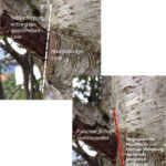 schnitt_am_astkragen