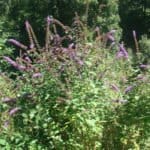 Buddleja