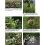 Veröffentlichung Botanischer Verein Bochum