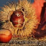 Edelkastanie_Castanea_sativa_ Foto Boehringer_Friedrich