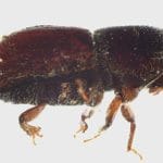 Nordischer_Borkenkaefer_Nina_Feddern__WSL