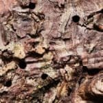 Nordischer_Fichtenborkenkaefer_Bohrloecher_Beat_Wermelinger_WSL