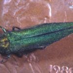 agrilus_planipennis