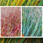 panicum
