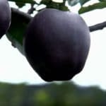 schwarzer_apfel_black_diamond