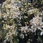 clematis_armandii