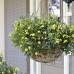 clematis_little_lemons
