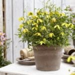 clematis_little_lemons_2