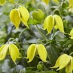 clematis_little_lemons_3