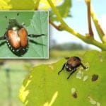 quarantaene-organismen-japankaefer