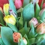 Tulpen