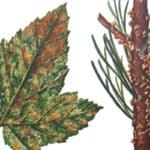 johannisbeersäulenrost