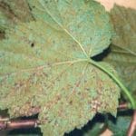 johannisbeersaeulenrost