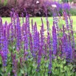 hochwüchsige Sorte mit rotvioletten Blütenrispen